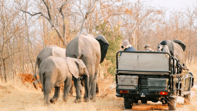 Why Are African Safaris So Expensive?